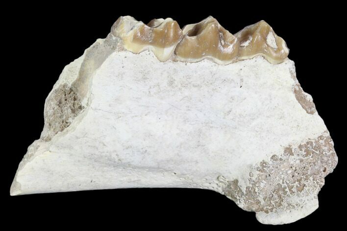 Oreodont (Leptauchenia) Jaw Section - South Dakota #101847
